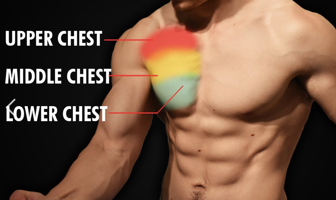 Chest Muscles