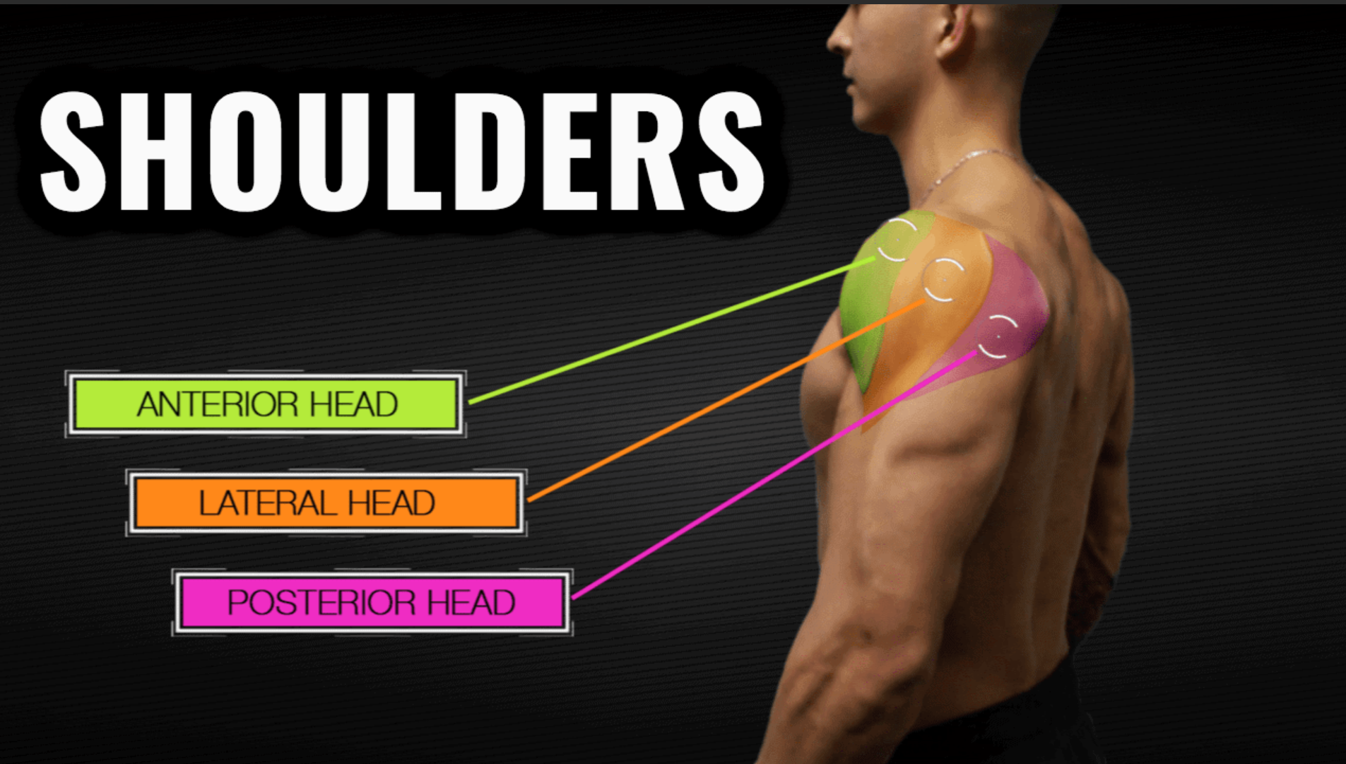 Shoulder Muscles